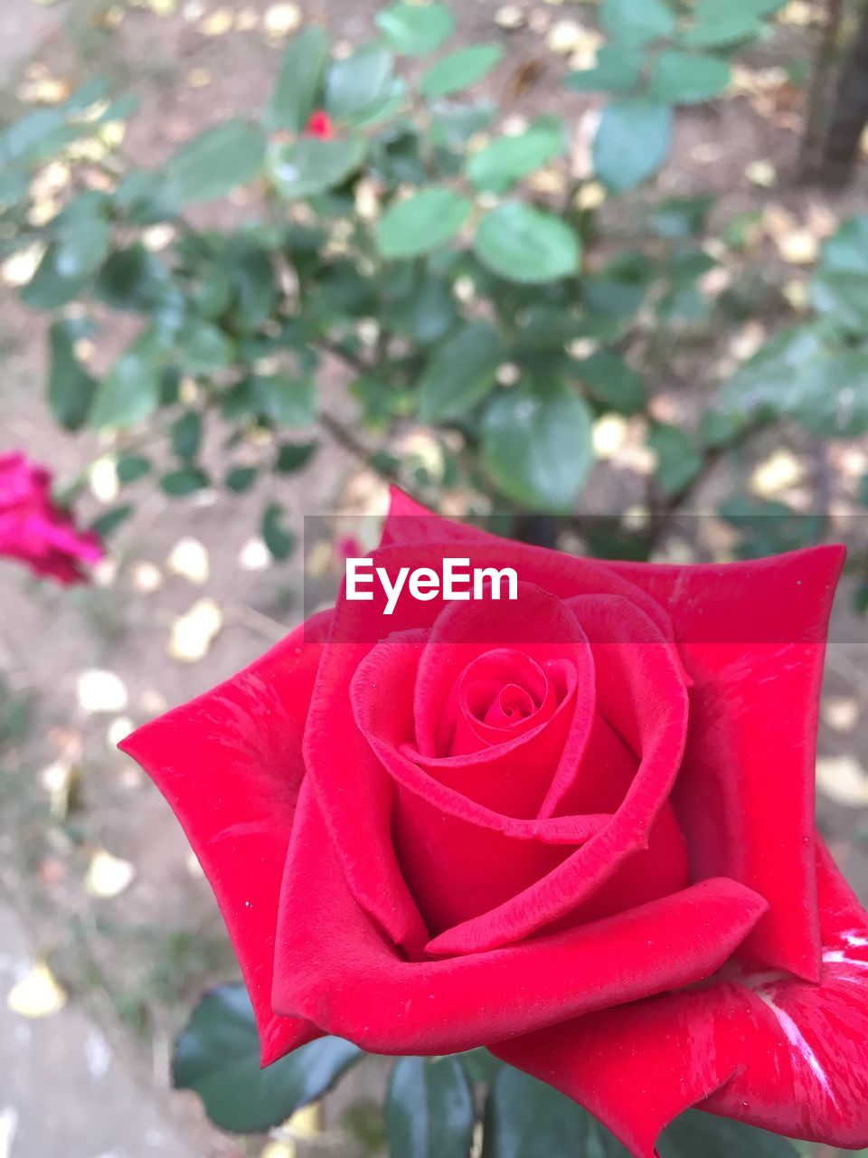 CLOSE-UP OF RED FLOWER WITH PETALS ON BACKGROUND