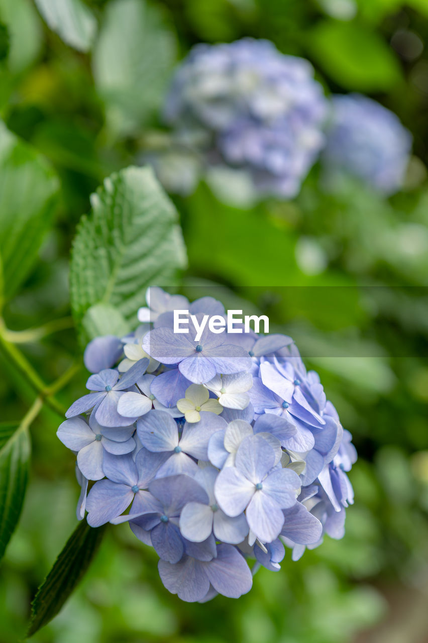 plant, flower, flowering plant, beauty in nature, freshness, hydrangea, close-up, nature, purple, growth, petal, flower head, inflorescence, hydrangea serrata, focus on foreground, plant part, blue, fragility, leaf, lilac, no people, springtime, outdoors, garden, summer, botany, day, blossom