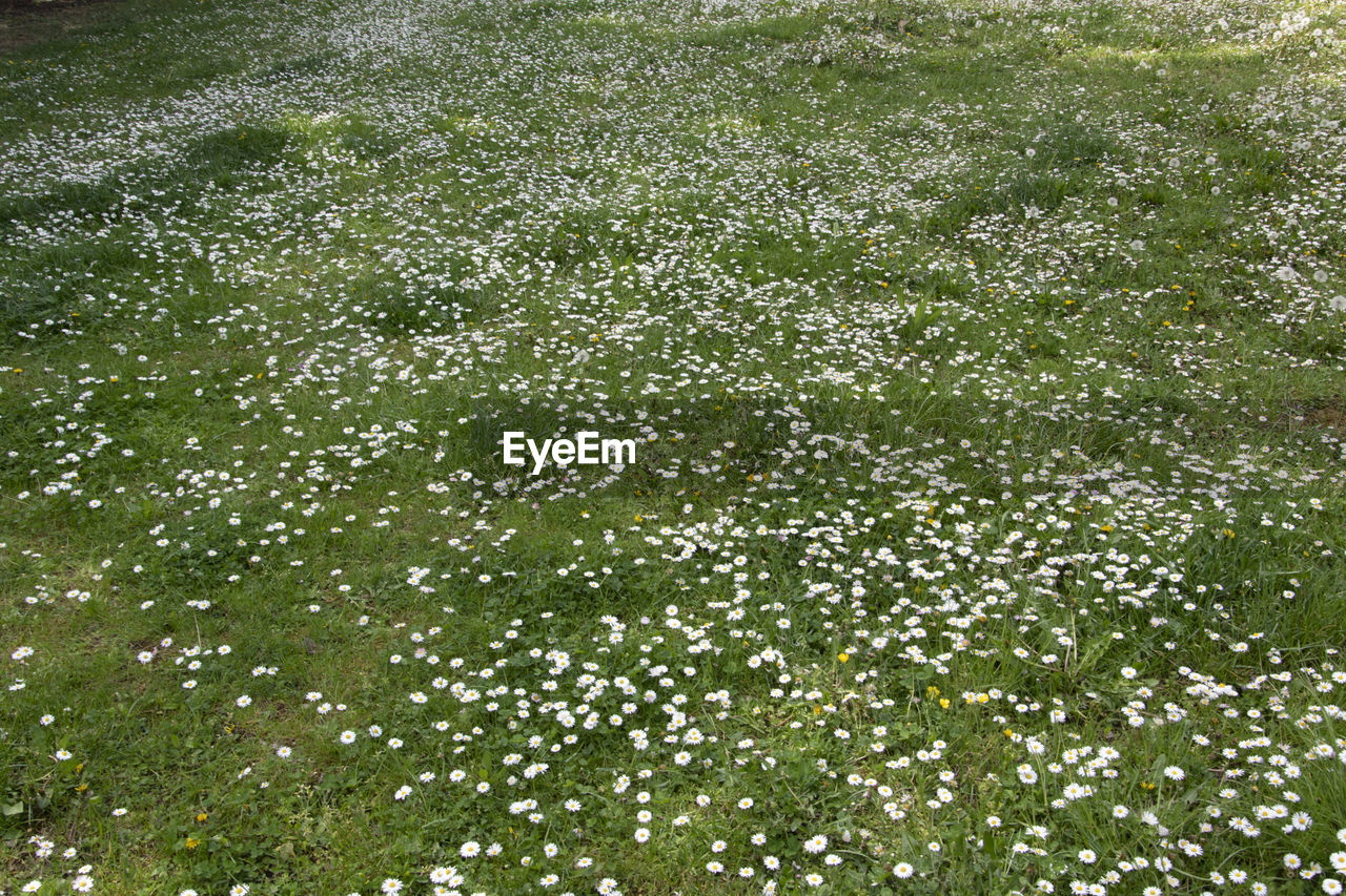 HIGH ANGLE VIEW OF PLANTS ON FIELD