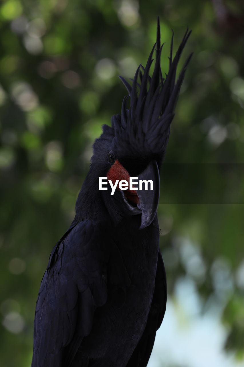 bird, animal themes, animal, animal wildlife, one animal, wildlife, beak, animal body part, nature, tree, black, no people, outdoors, plant, wing, close-up, branch, feather, focus on foreground