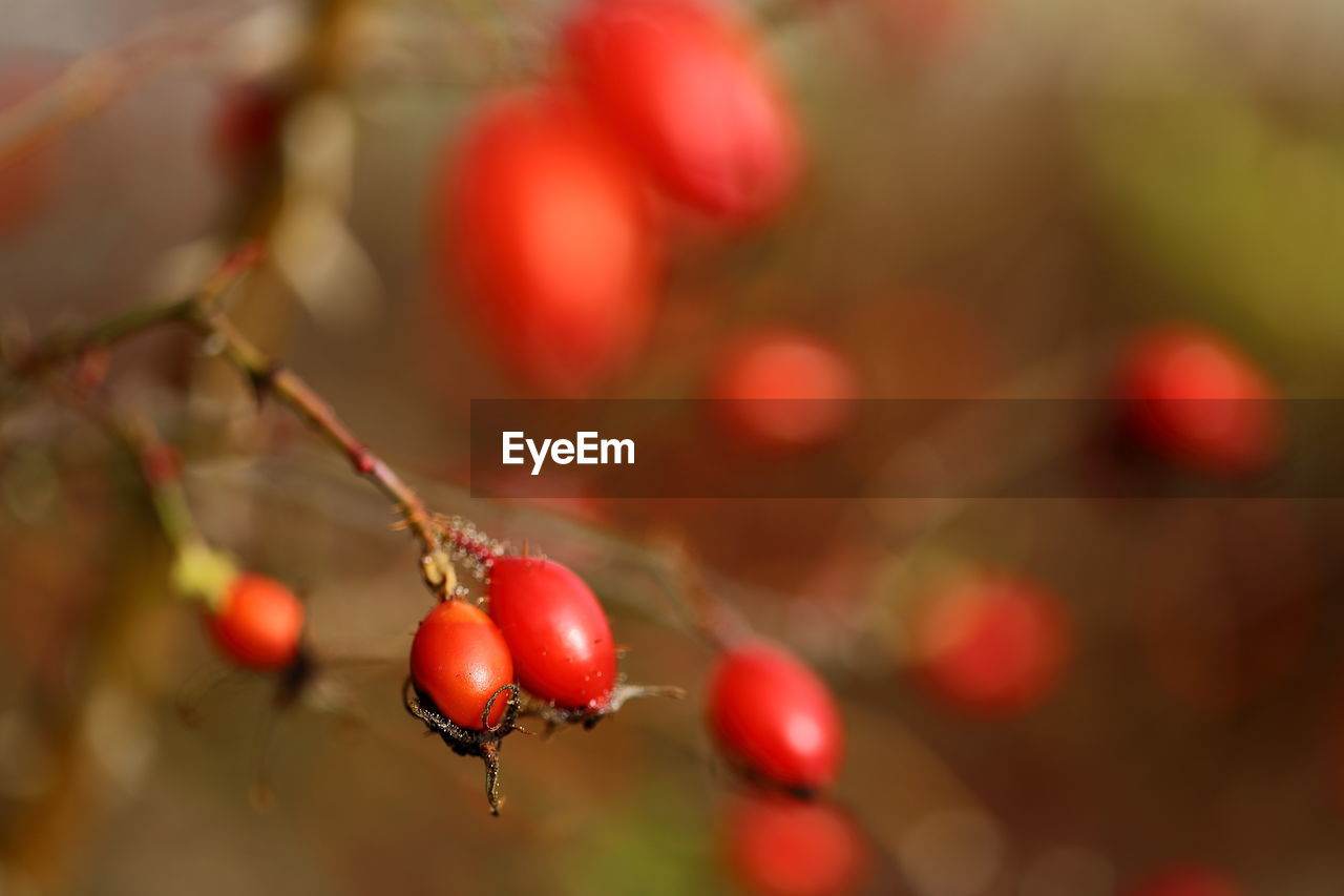 Close-up of rose hip on tree
