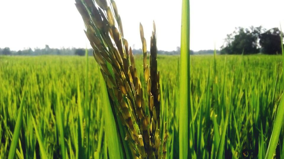 CLOSE-UP OF WHEAT CROPS ON FIELD AGAINST SKY