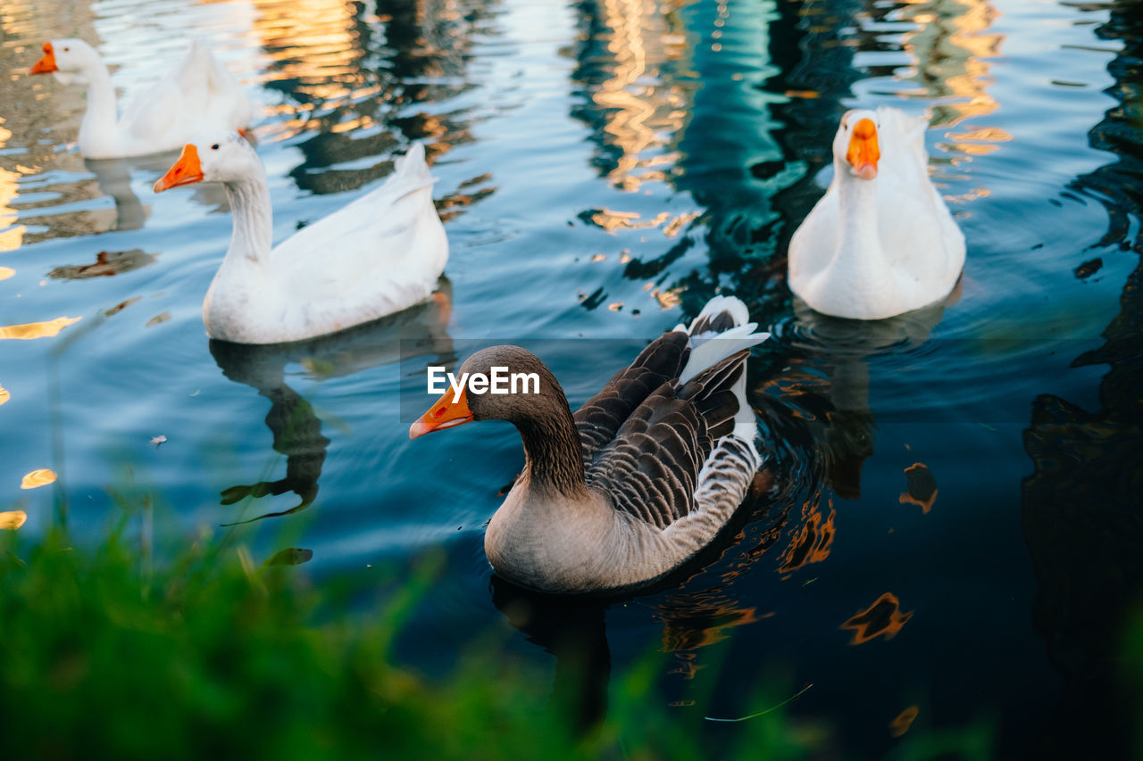 Wild ducks swim in the lake. birds close-up in the water. spring. high quality photo