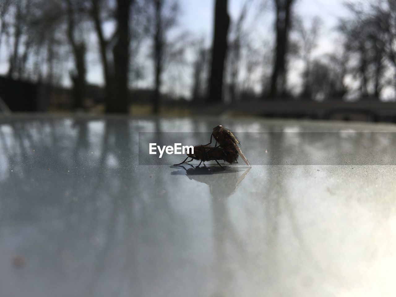 CLOSE-UP OF BIRD ON FROZEN TREE