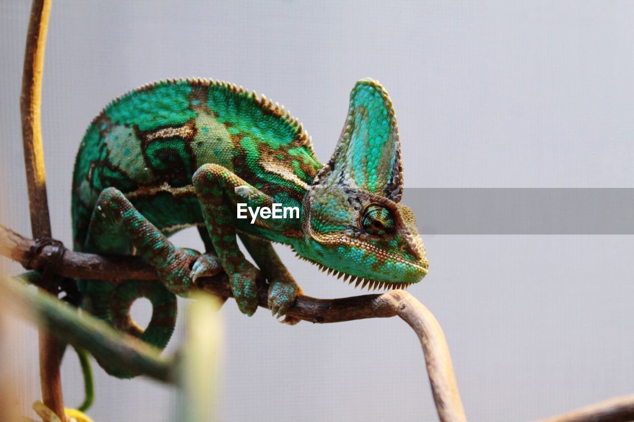 Close-up of chameleon