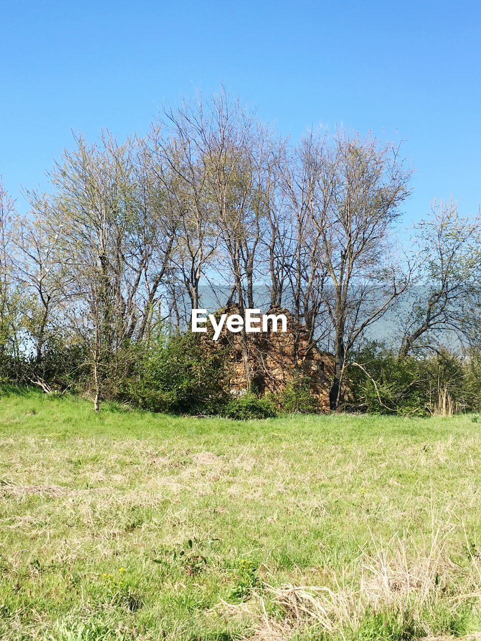 Bare trees on field against clear blue sky