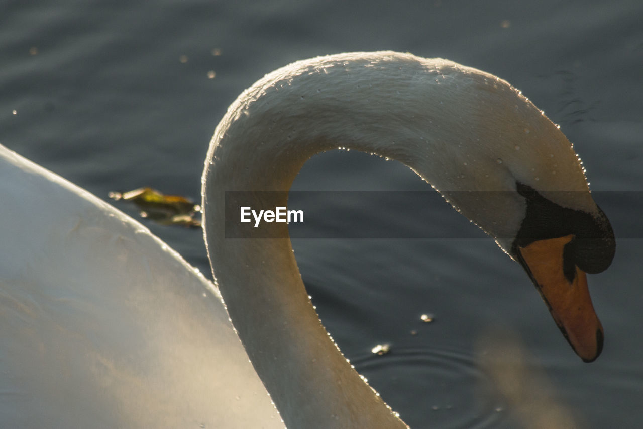 Close-up of swan swimming in lake