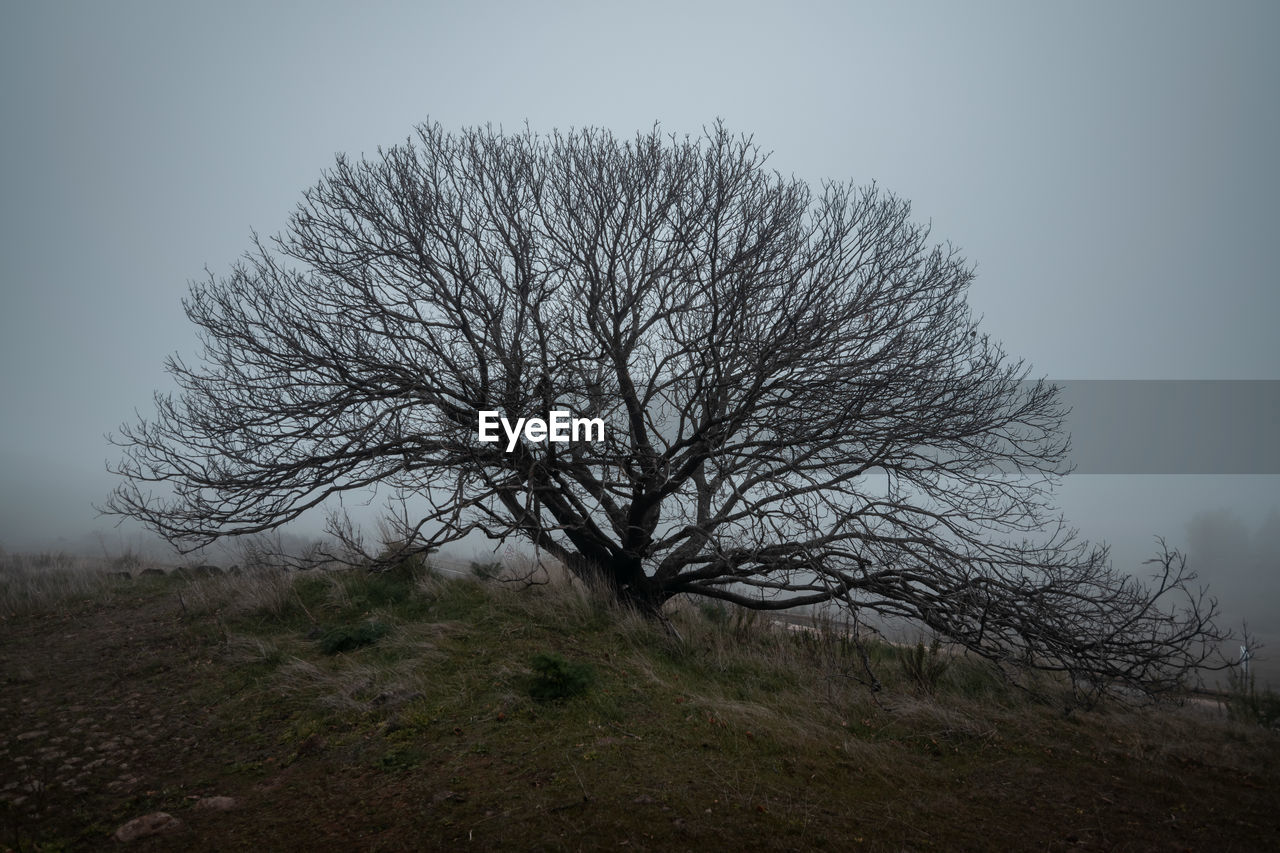 Bare tree on field against sky