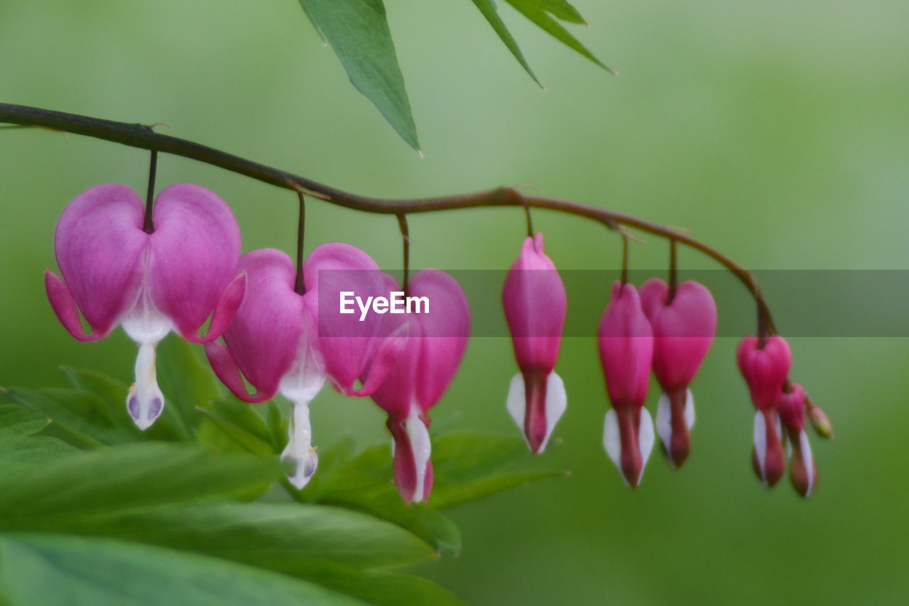 Close-up of pink flowers in row on plant