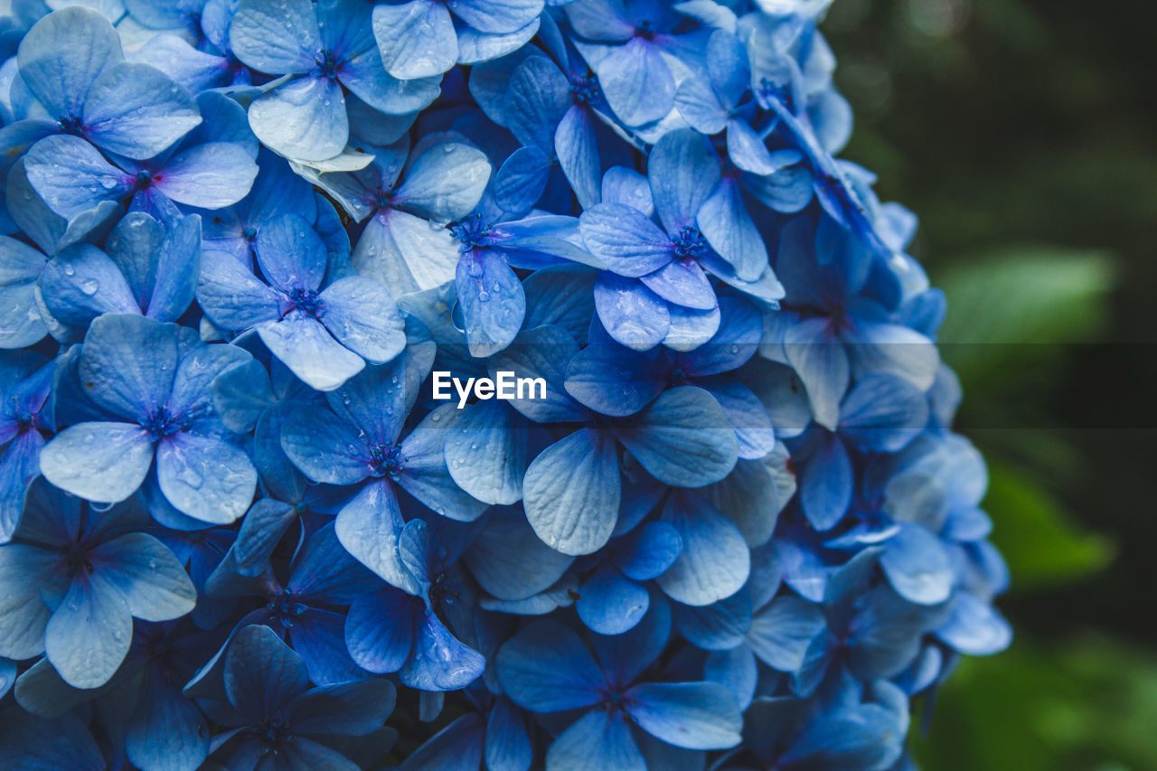 CLOSE-UP OF BLUE HYDRANGEA