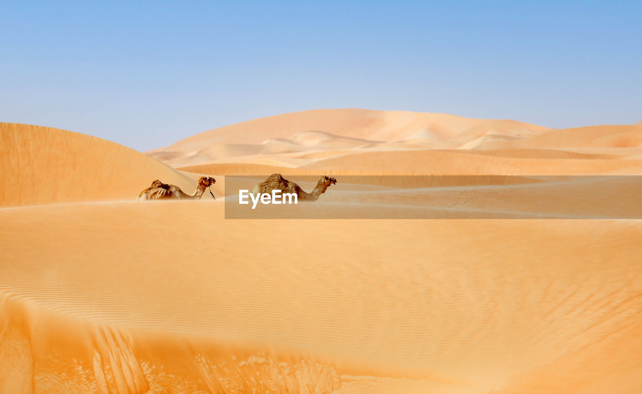 Two middle eastern camels walking in the desert in liwa desert, western region, uae
