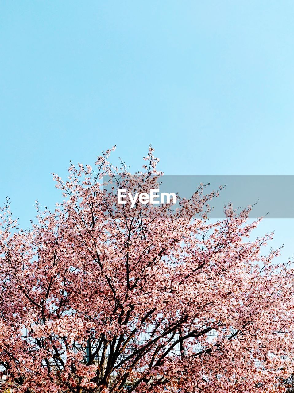 Low angle view of cherry blossoms against blue sky