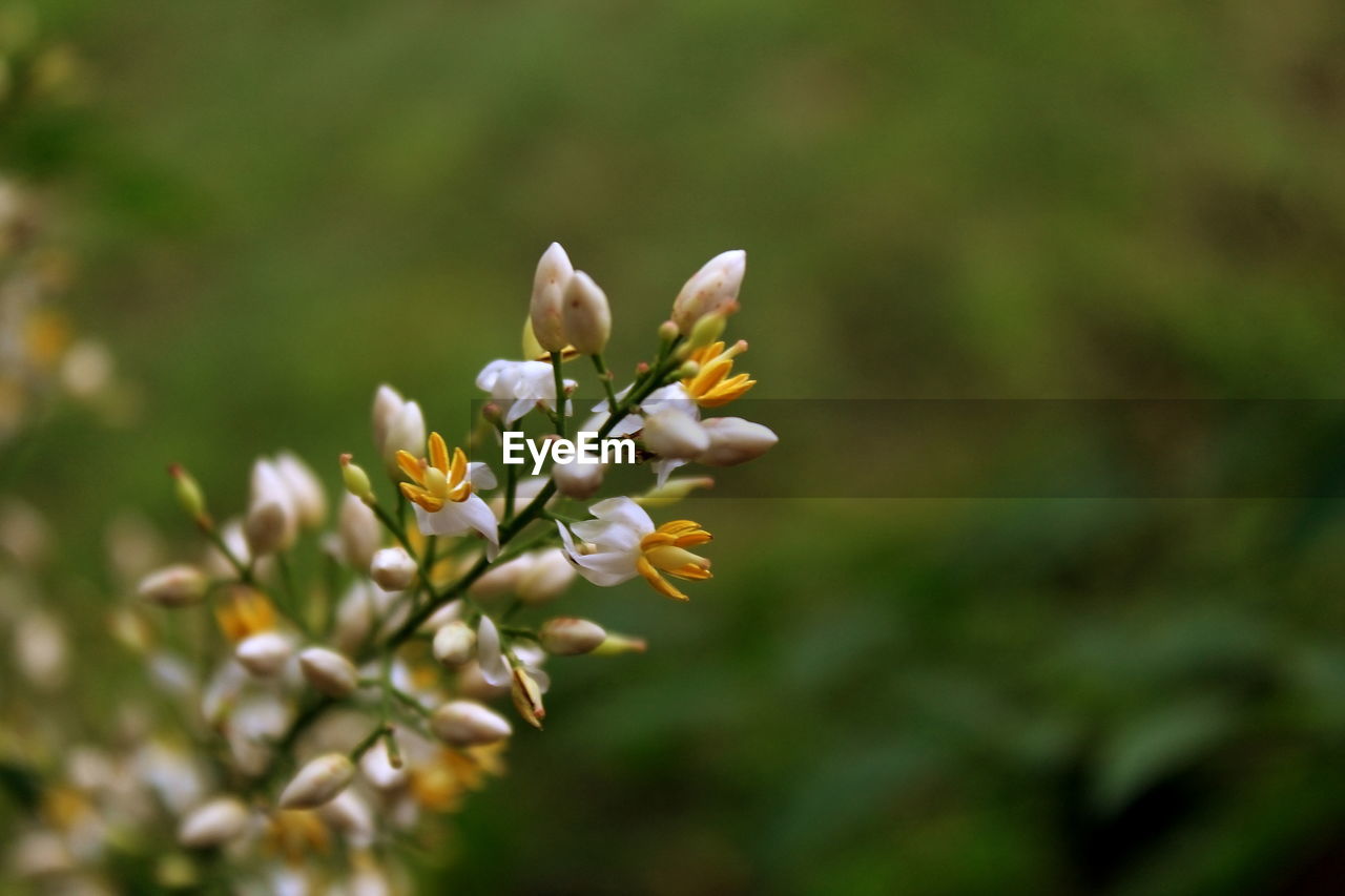 Close-up of white flowering plant