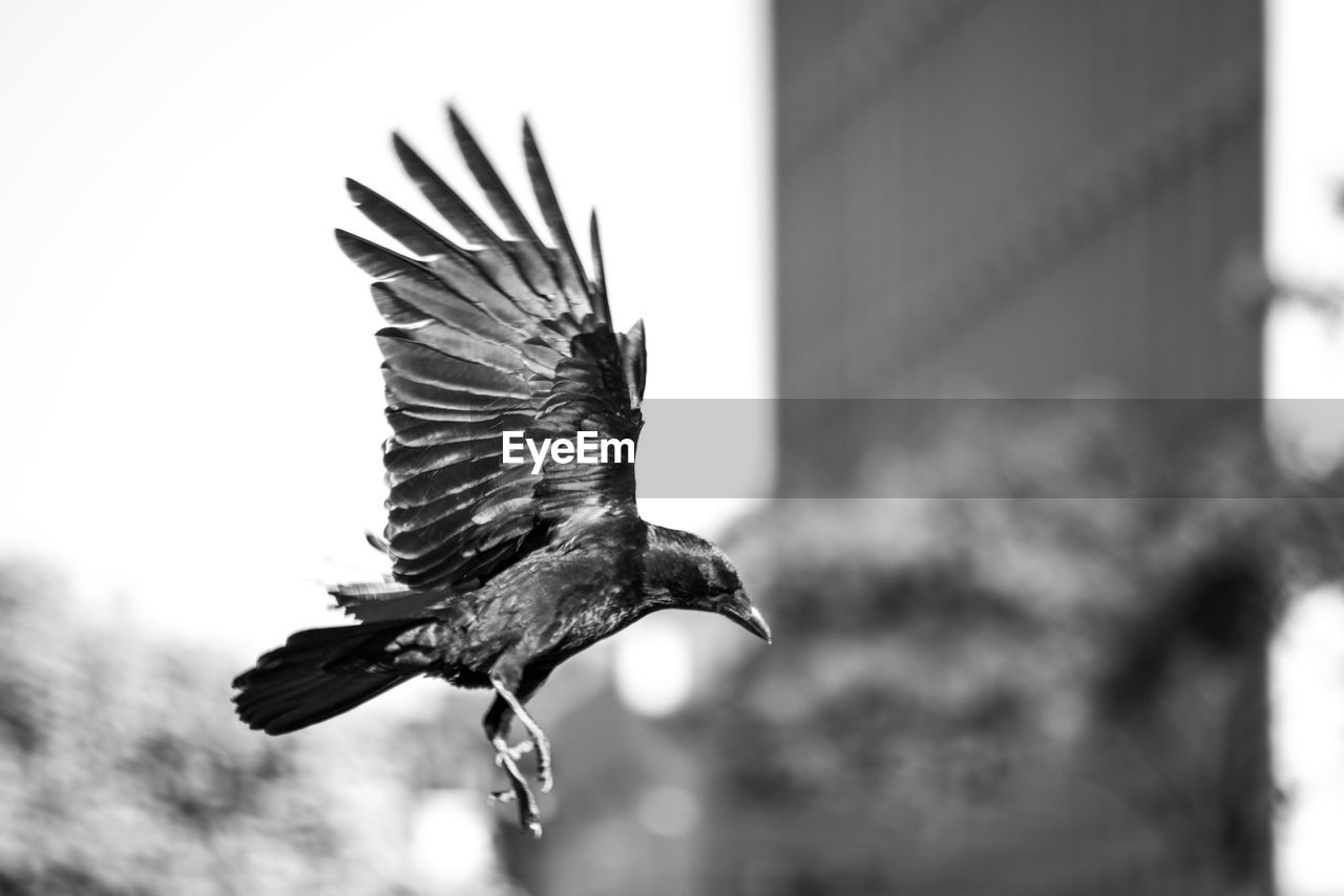 CLOSE-UP OF A BIRD FLYING