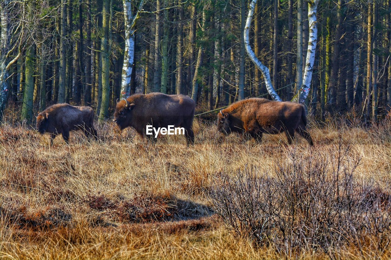 Bison in a field