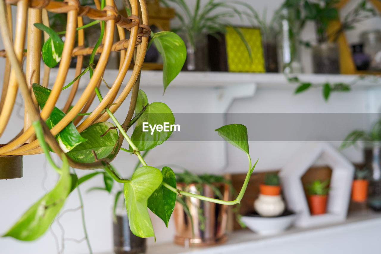 Creeper plant crawling on rattan decor. devil's ivy or golden pothos with plant shelves.