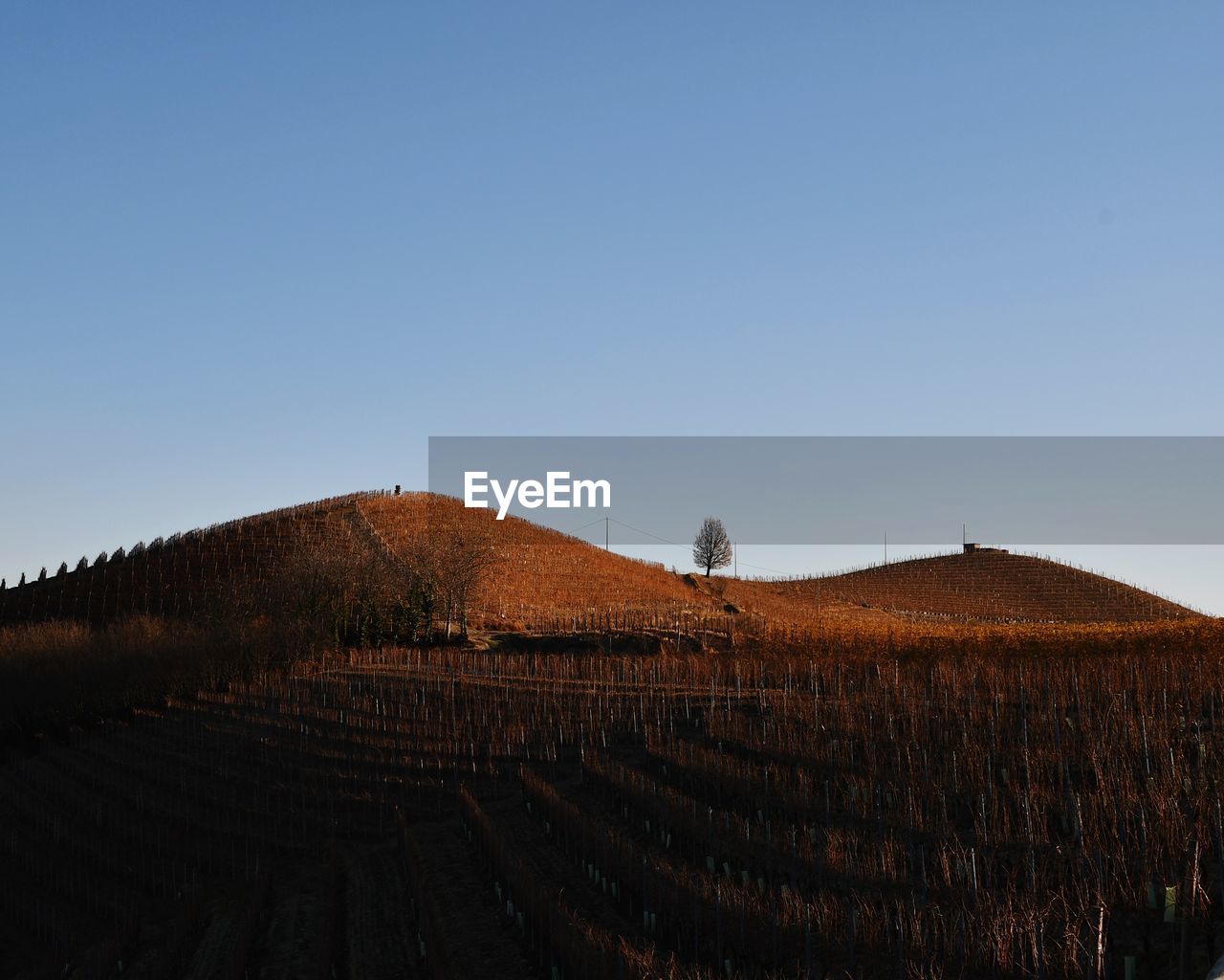 Scenic view of vineyard hills in autumn, langhe region, unesco w.h. site, piedmont, italy