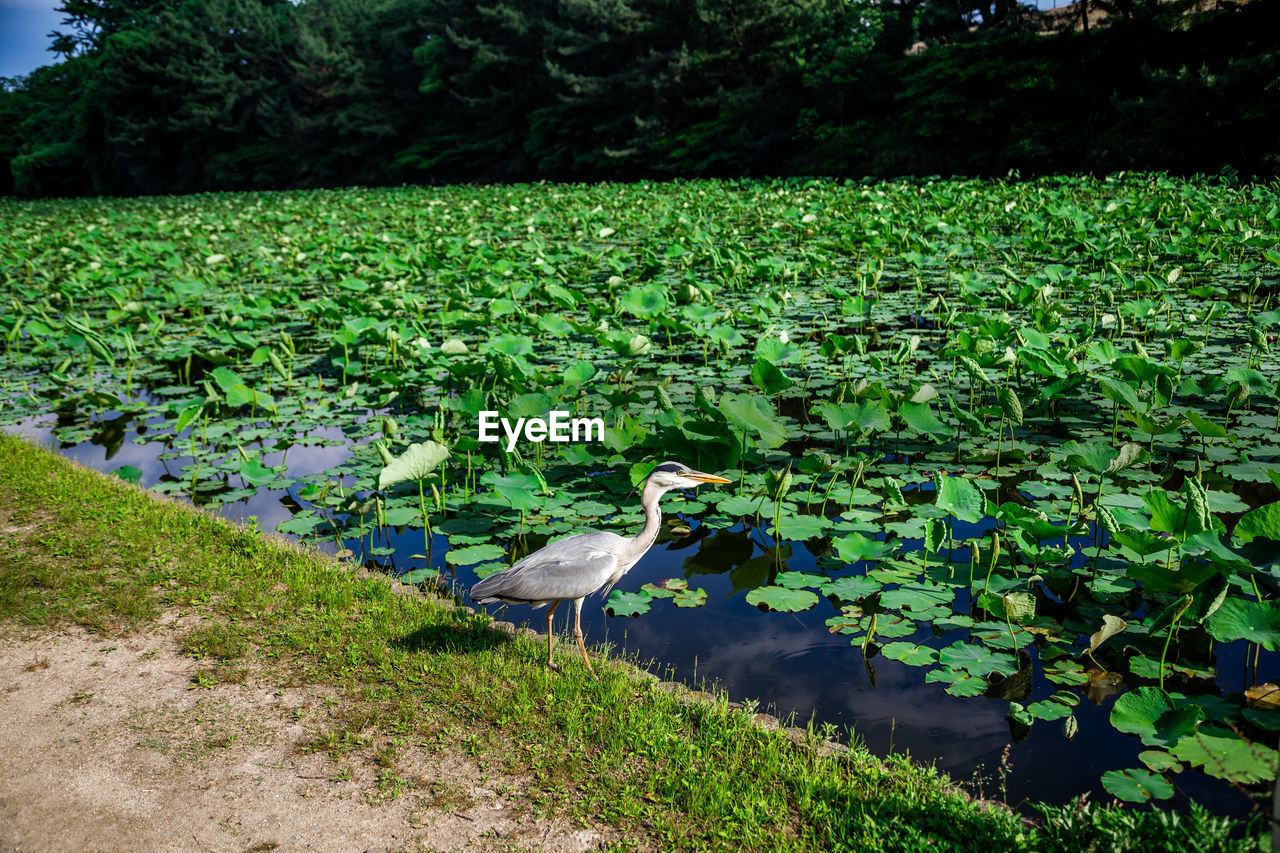 A great blue heron by the water of a pond by fukuoka castle ruins, fukuoka, japan