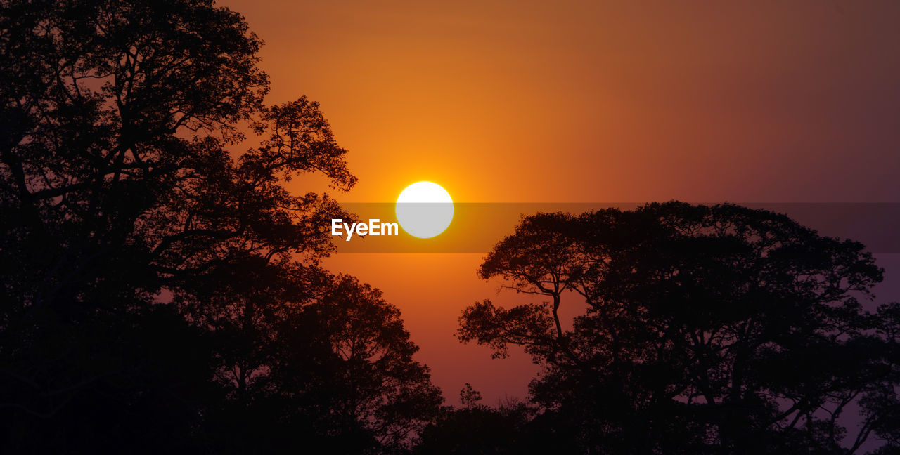 Low angle view of silhouette trees against sky during sunset