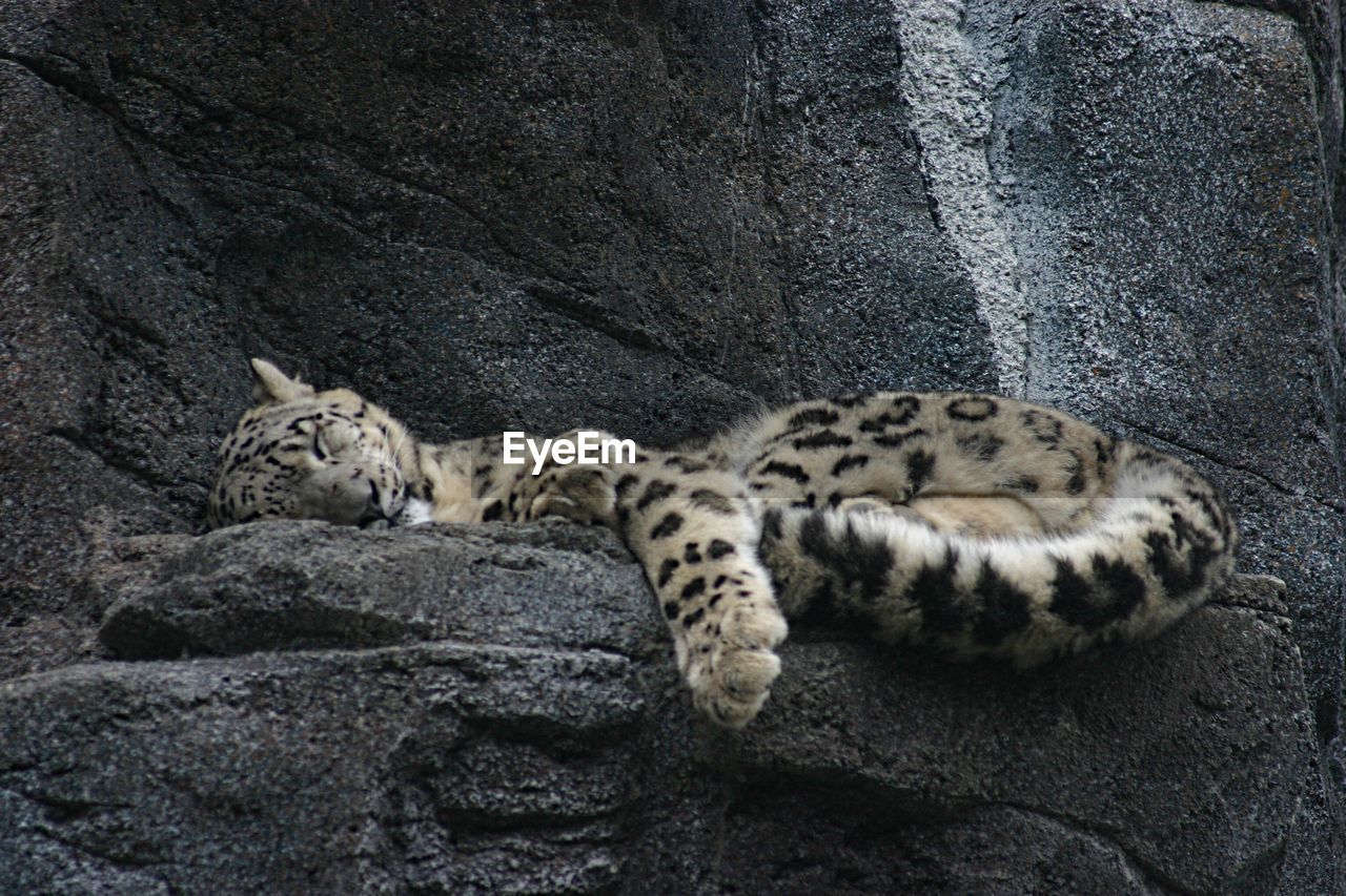 Leopard sleeping on rock