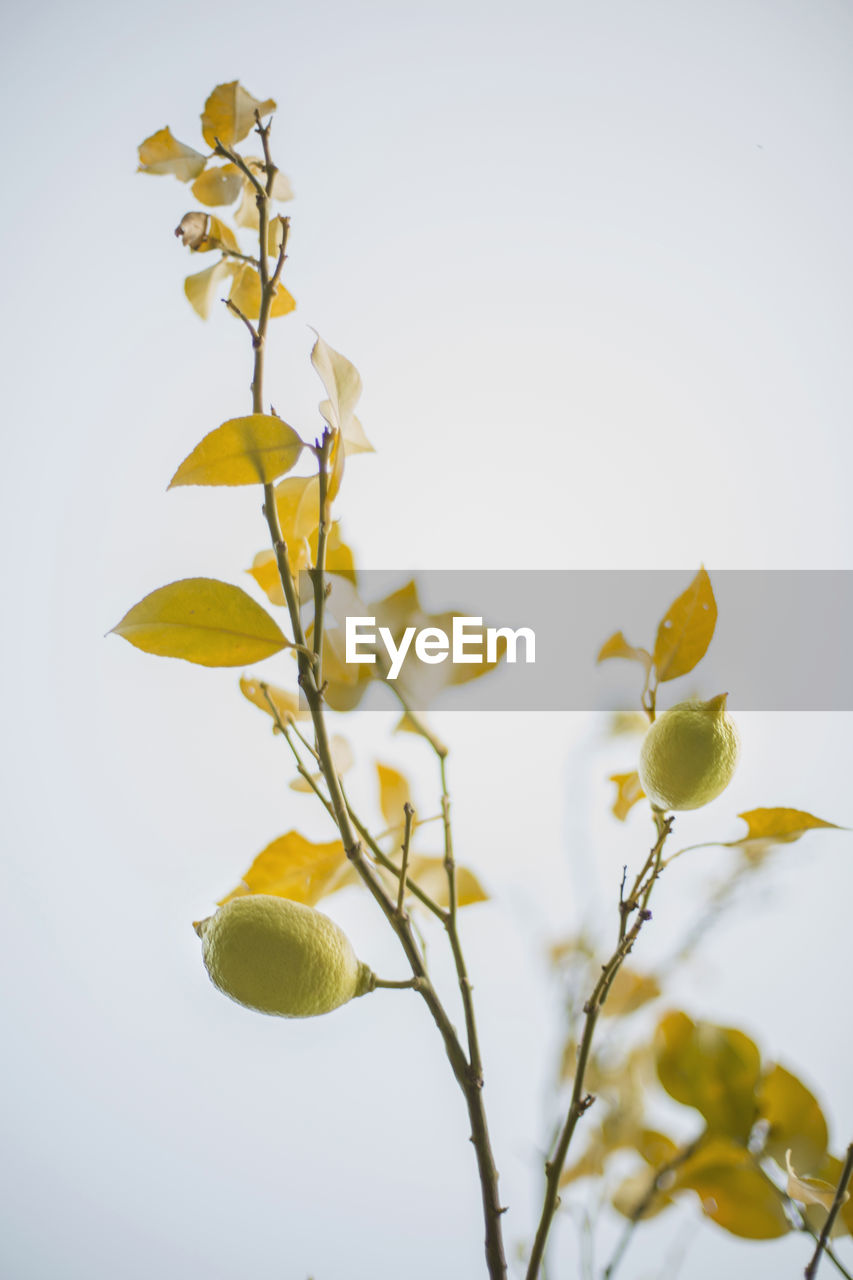 Close-up of yellow flowering plant against sky