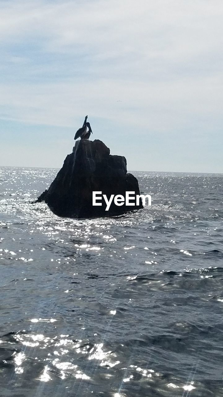 BIRD ON SHORE AGAINST SEA