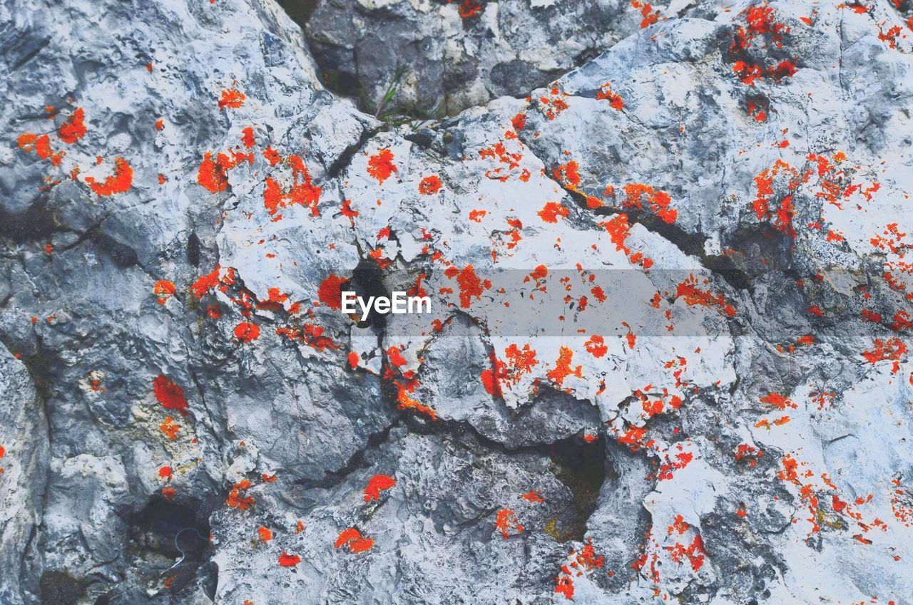 High angle view of orange lichen on rocks