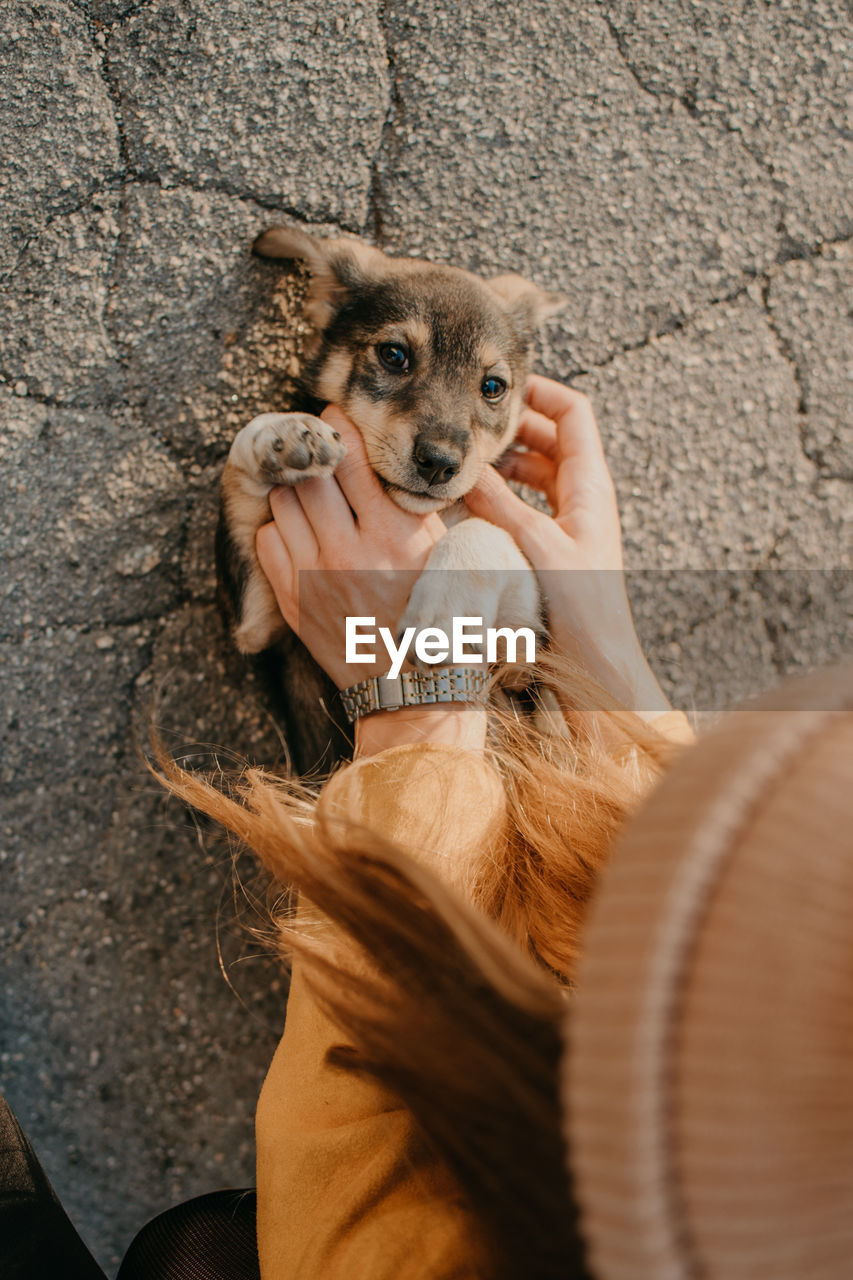 Pet love. volunteer woman plays with homeless puppies in the autumn park. authentic moments of joy