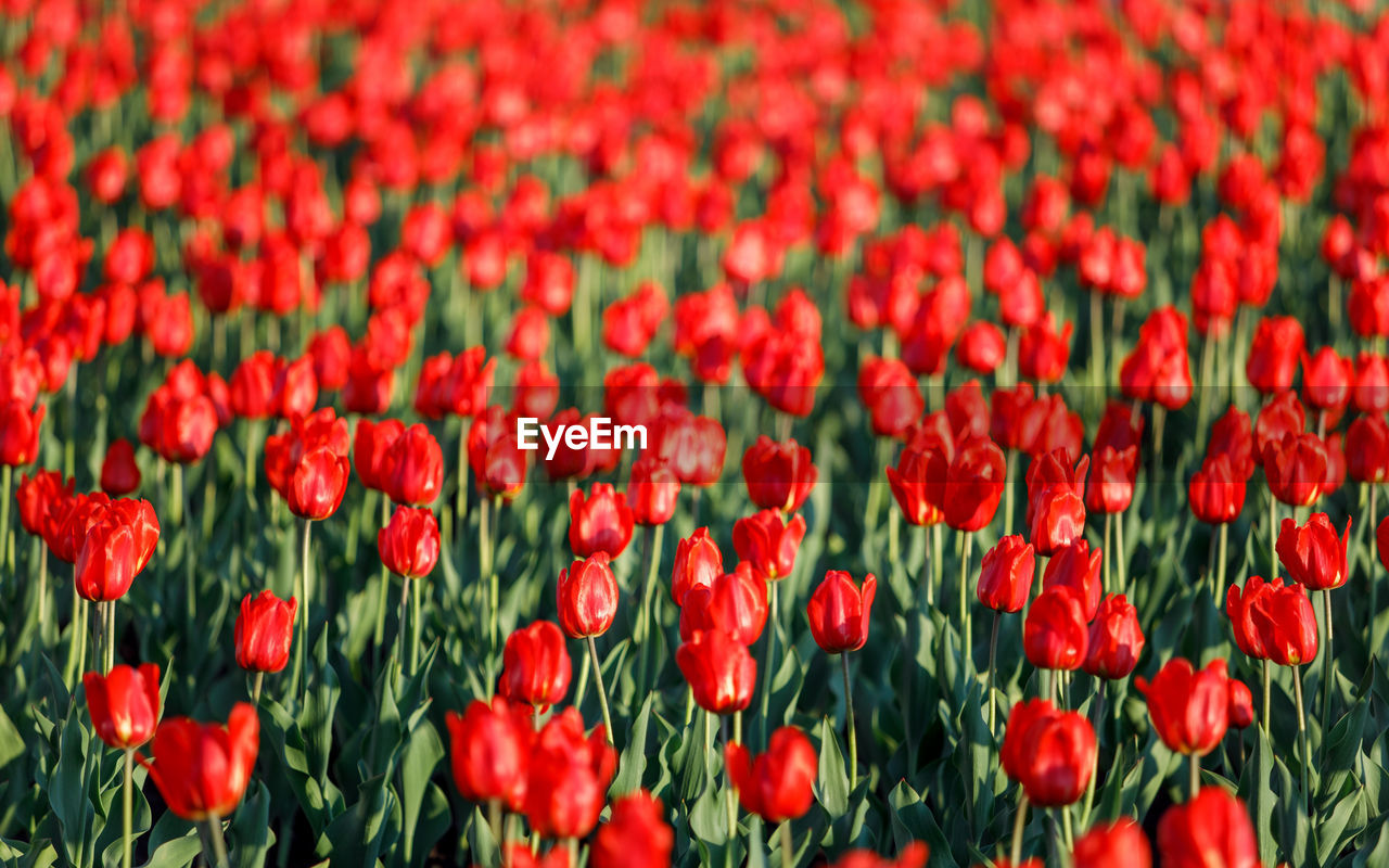 Full frame shot of red tulips