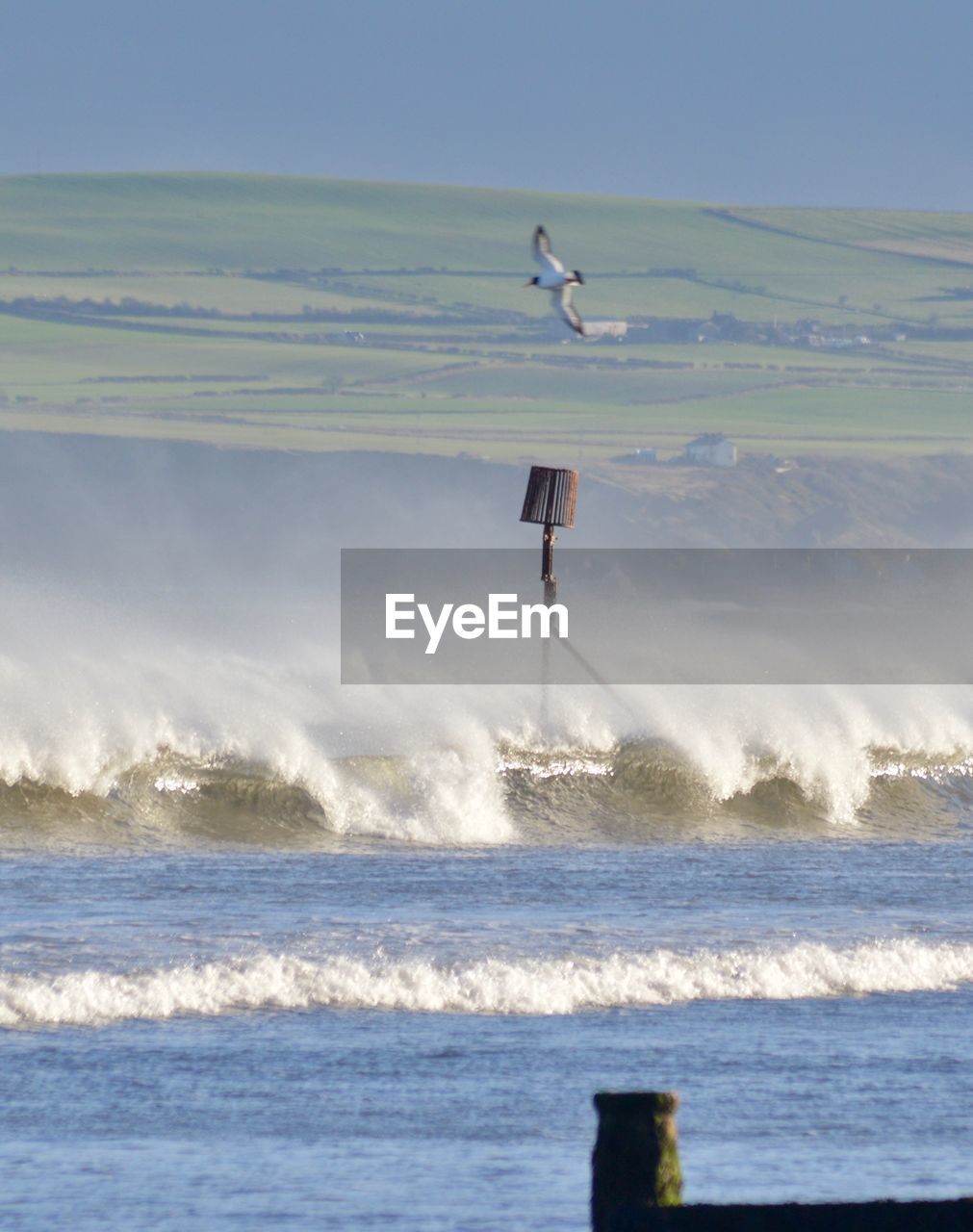 SEAGULL PERCHING ON SEA AGAINST CLEAR SKY