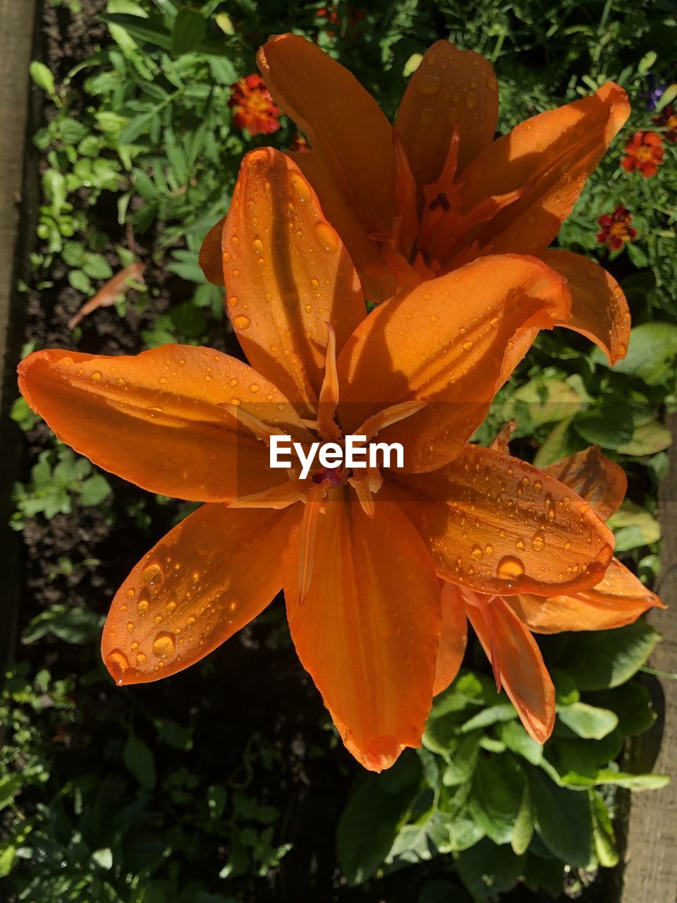 HIGH ANGLE VIEW OF ORANGE FLOWERING PLANTS