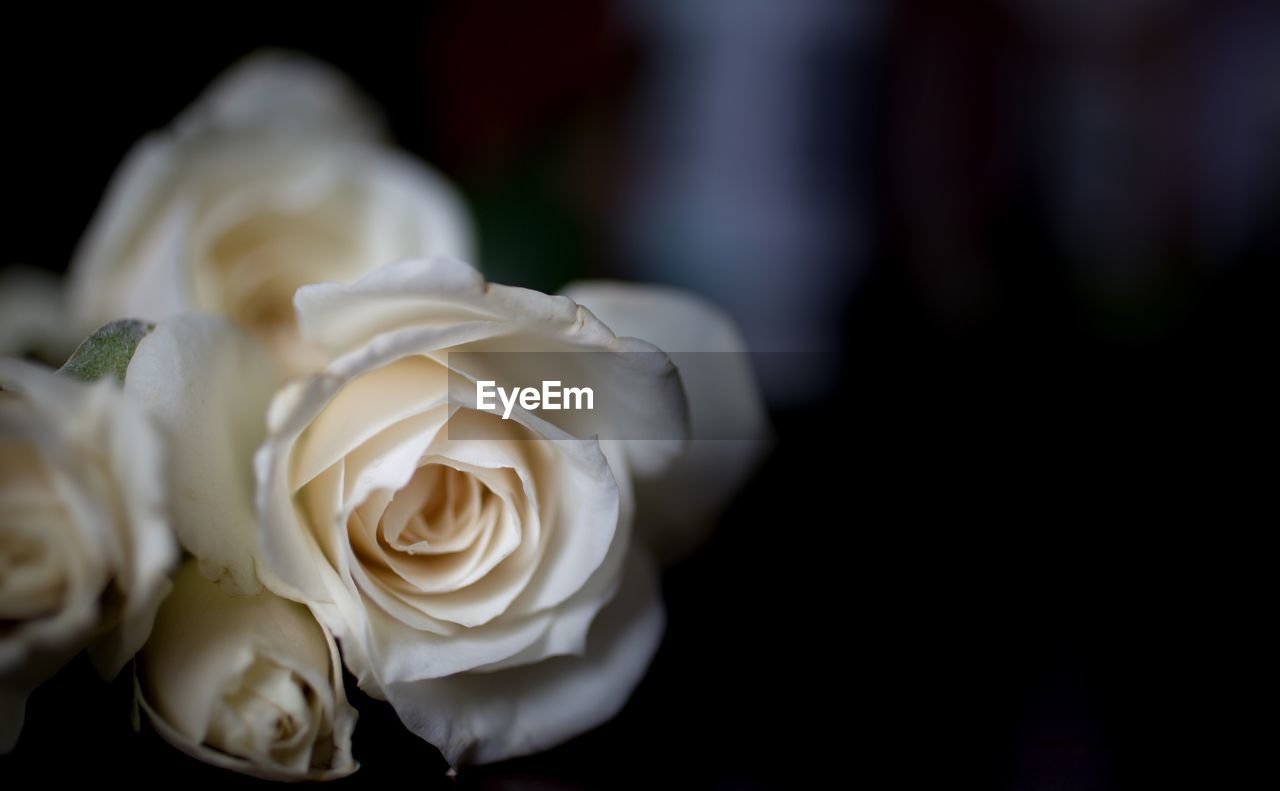 Close-up of white rose