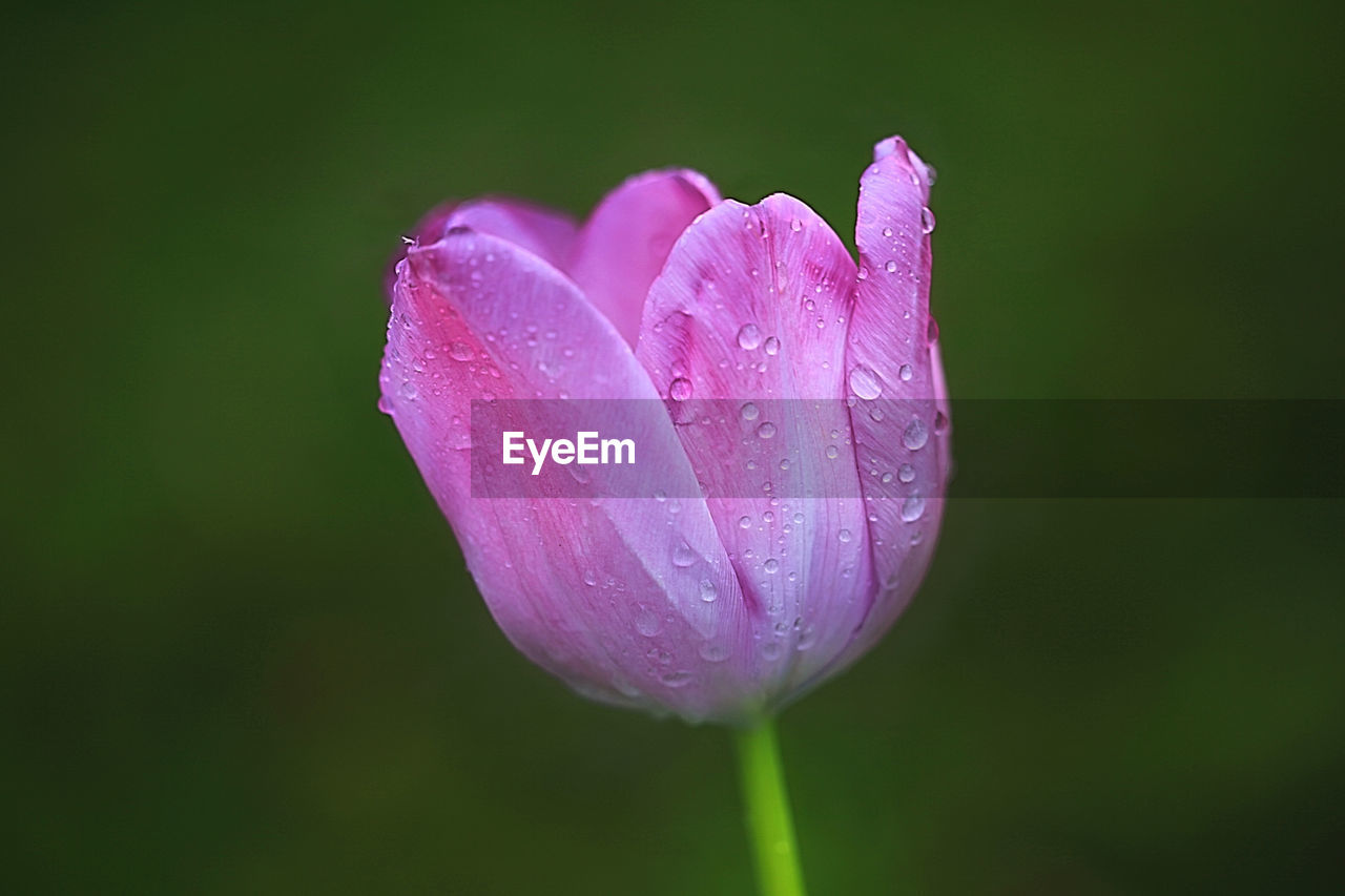 CLOSE-UP OF WATER DROPS ON PINK FLOWER