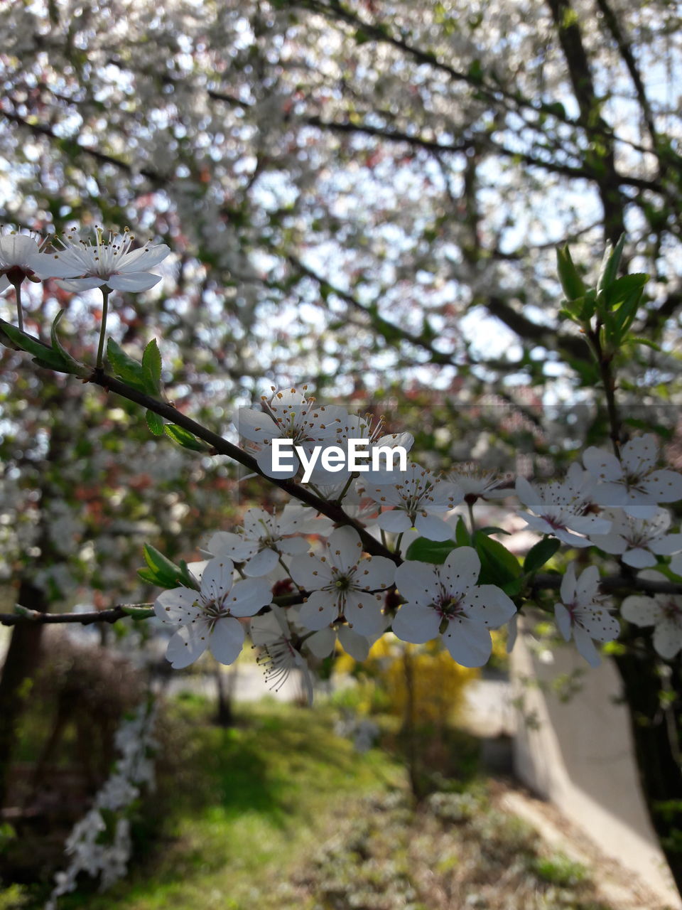 CLOSE-UP OF CHERRY BLOSSOM TREE