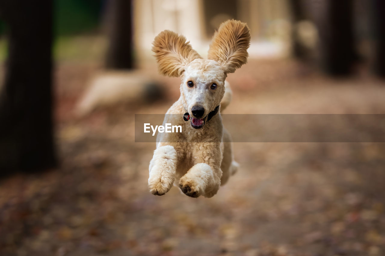 Portrait of dog running