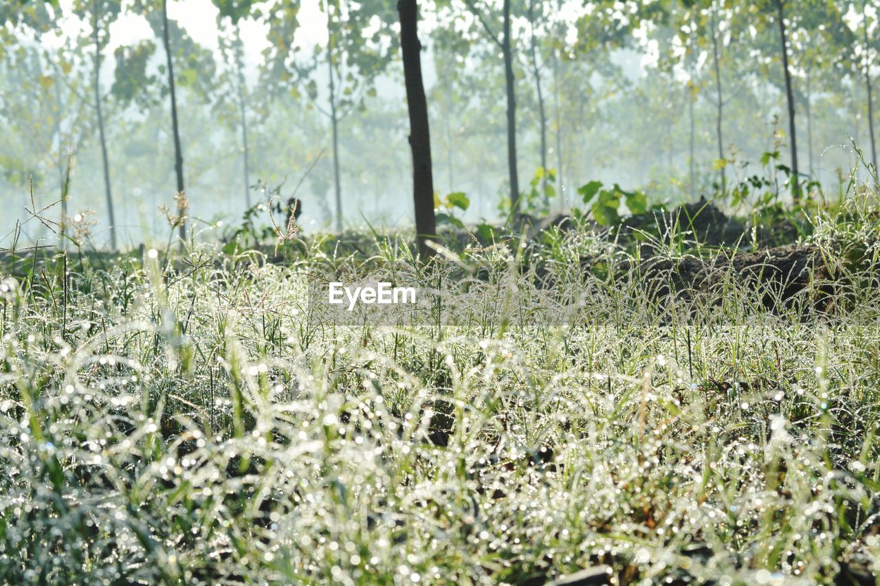 Trees growing in field