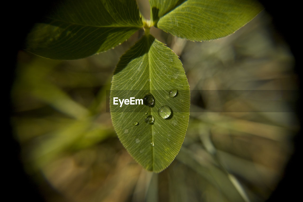 CLOSE-UP OF FRESH GREEN LEAVES WITH PLANT