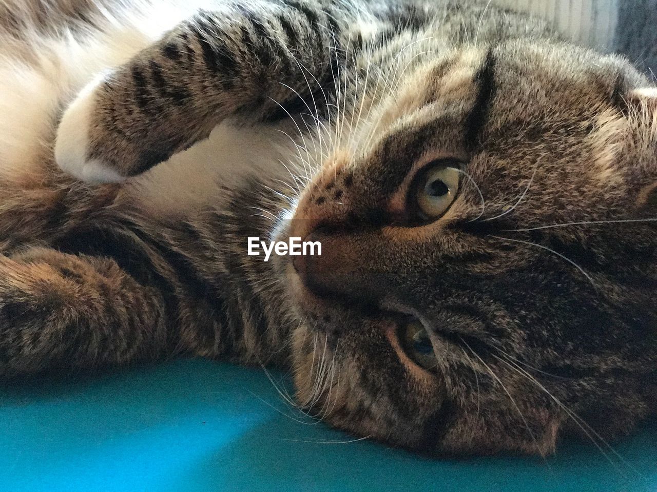 CLOSE-UP PORTRAIT OF CAT LYING ON CARPET