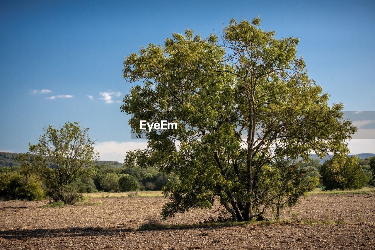 Trees on field against sky