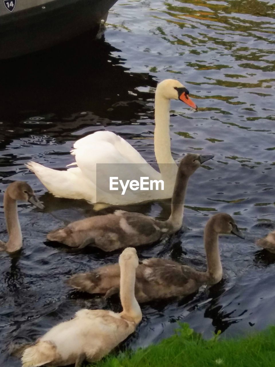 VIEW OF SWANS IN LAKE