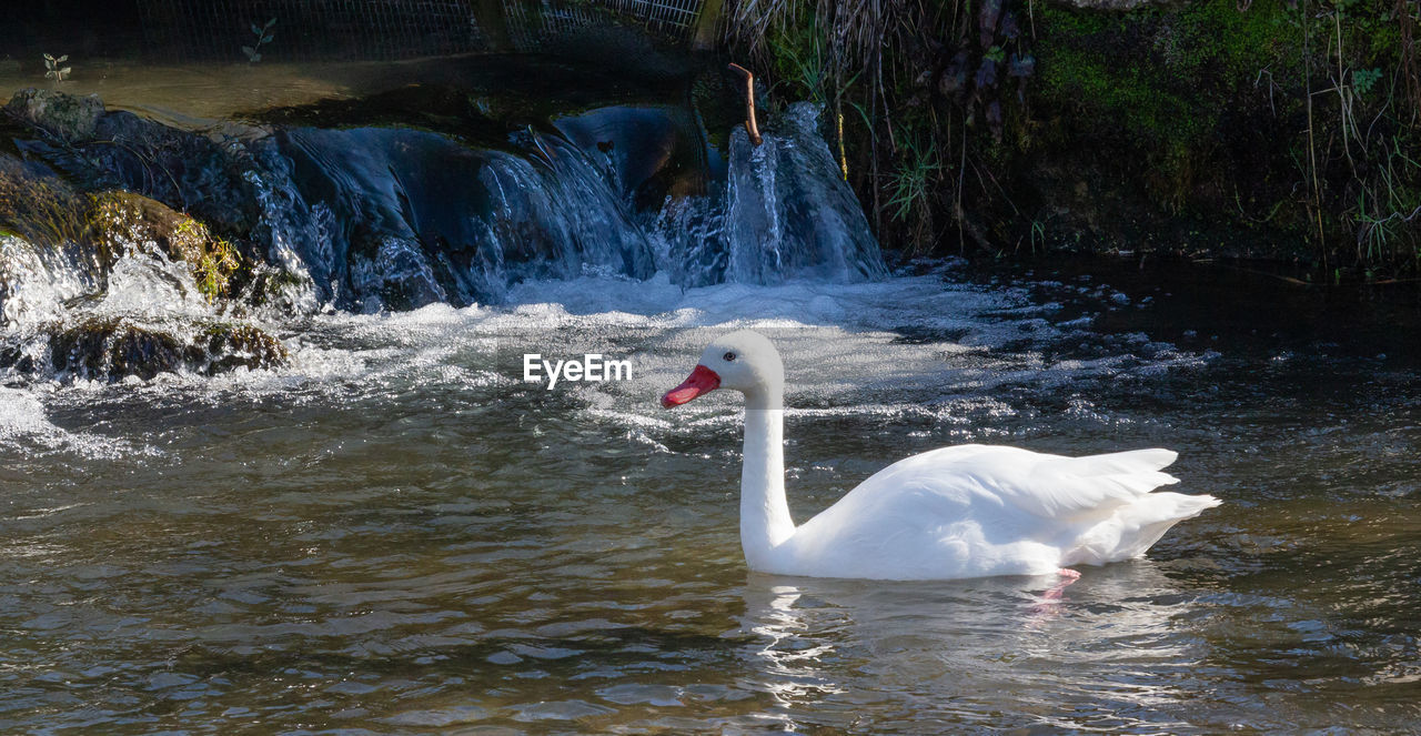 SWAN IN LAKE