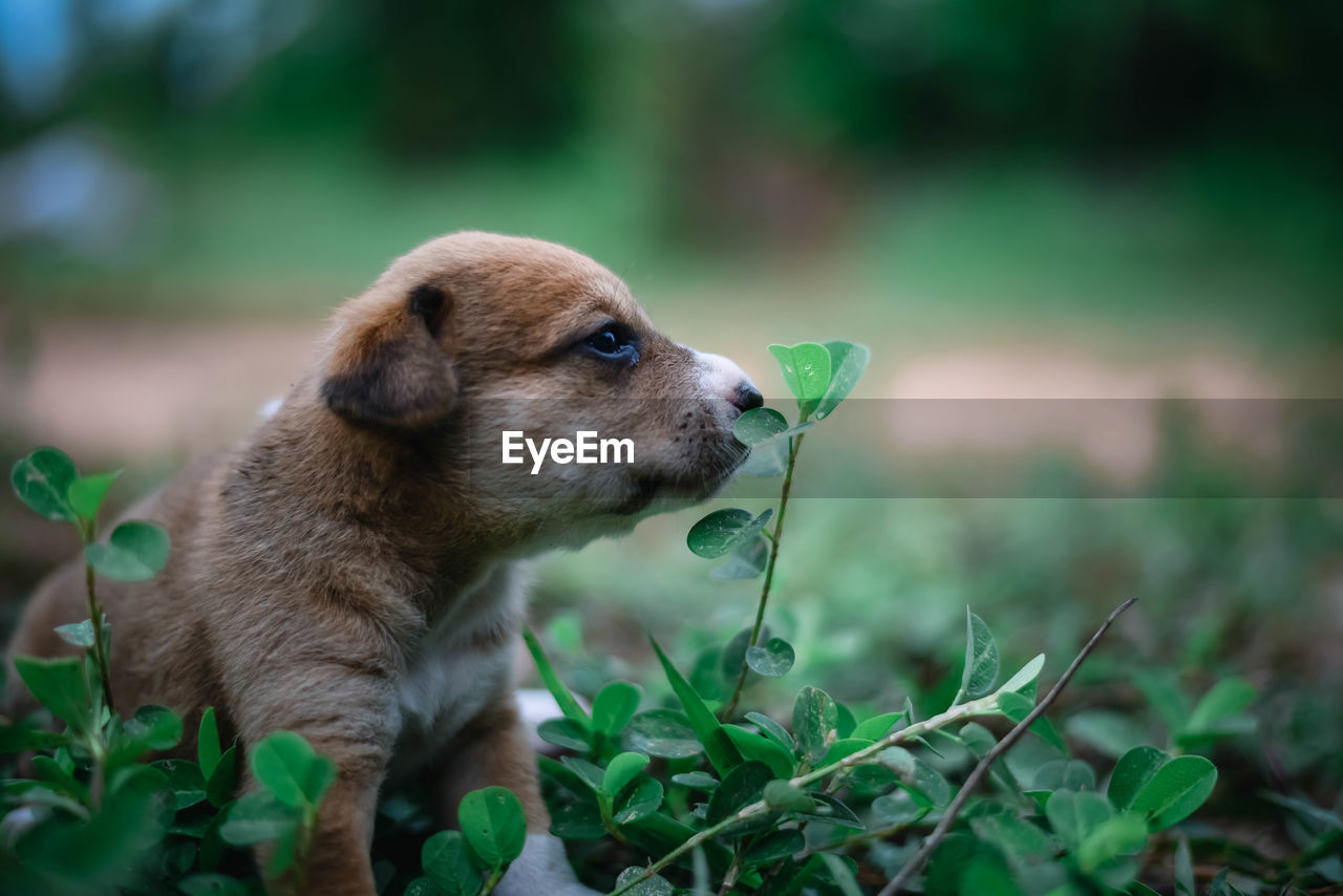  a dog on field