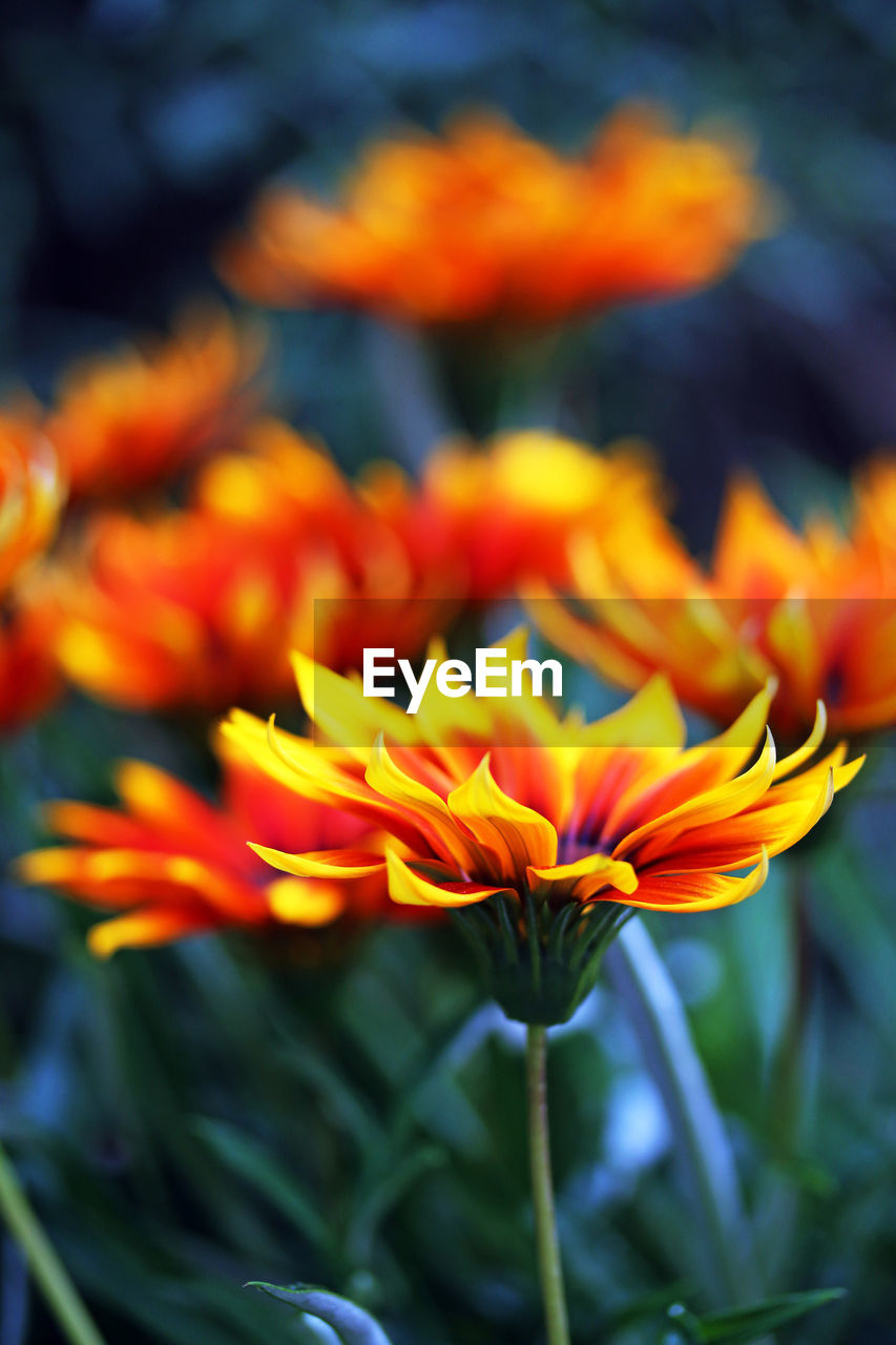 Close-up of orange flowers blooming outdoors