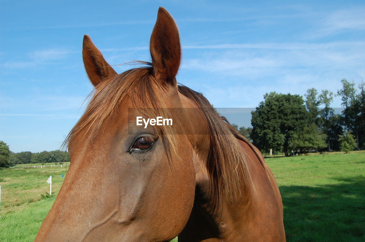 Close-up of horse on field against sky