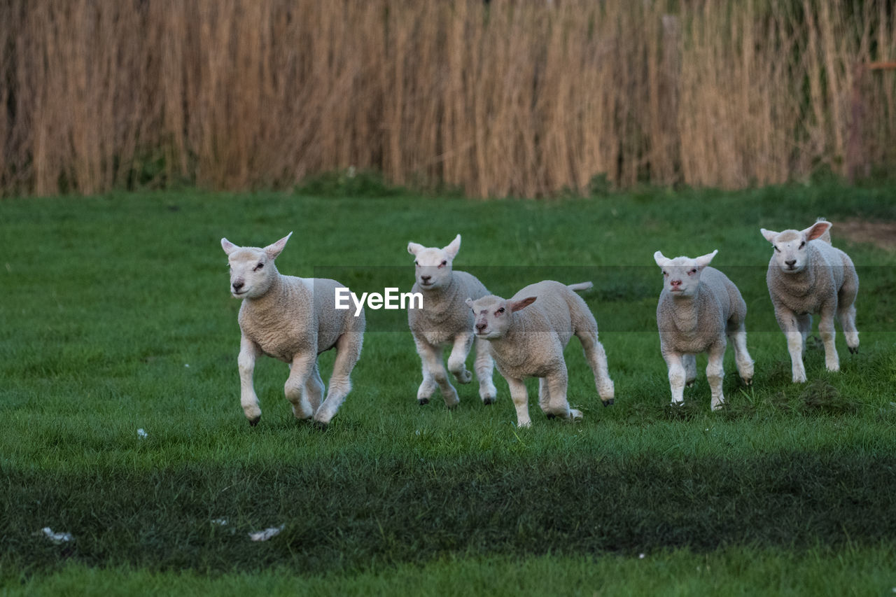 VIEW OF SHEEP