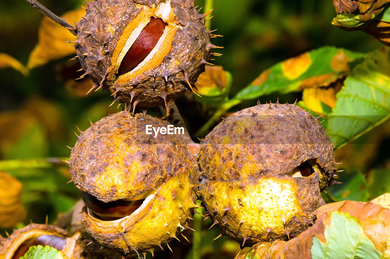 CLOSE-UP OF FRUITS ON LEAF