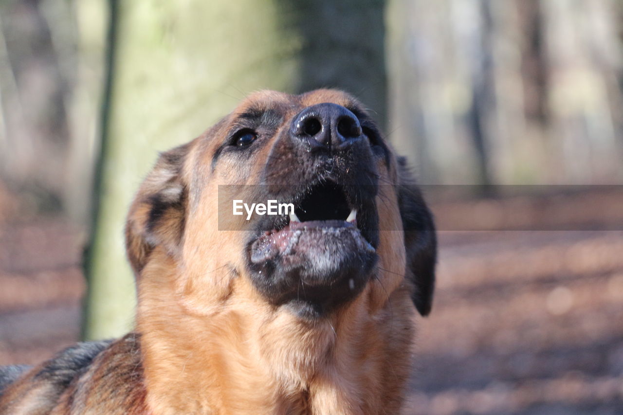 CLOSE-UP OF BROWN DOG