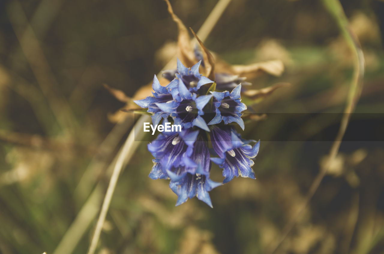 Close-up of purple flower