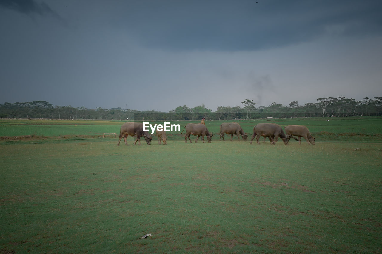 FLOCK OF SHEEP GRAZING IN FIELD