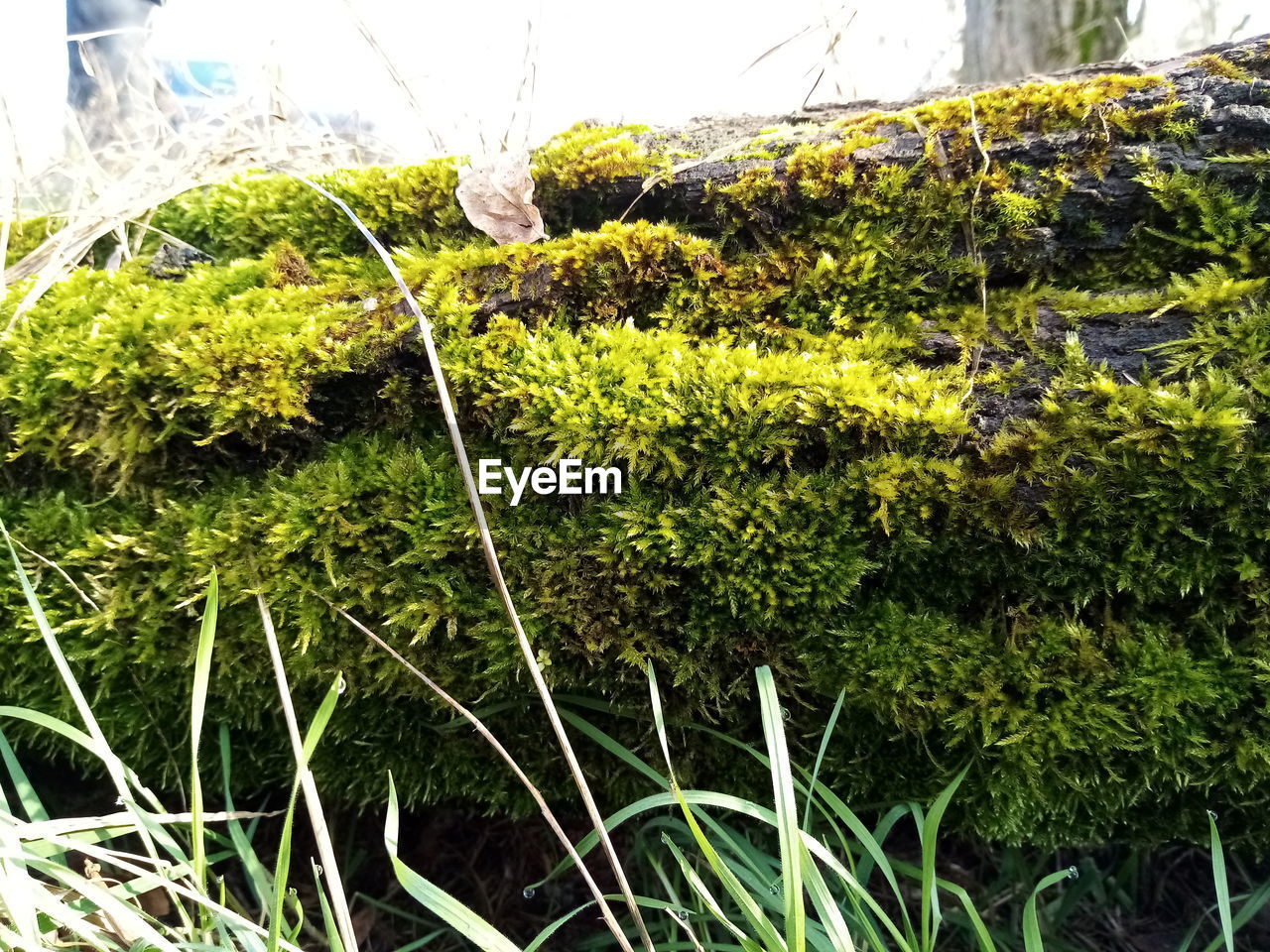 CLOSE-UP OF FRESH GREEN PLANTS IN FIELD